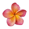 🤩 Эмодзи «Flowers» для Telegram
