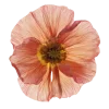 🤩 Эмодзи «Flowers» для Telegram