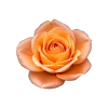 🤩 Эмодзи «Flowers» для Telegram