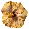 🤩 Эмодзи «Flowers» для Telegram