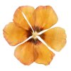 🤩 Эмодзи «Flowers» для Telegram