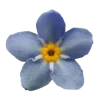 🤩 Эмодзи «Flowers» для Telegram