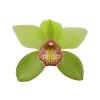 🤩 Эмодзи «Flowers» для Telegram
