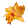 🤩 Эмодзи «Flowers» для Telegram