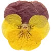 🫥 Эмодзи «Pressed flowers» для Telegram