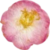 🫥 Эмодзи «Pressed flowers» для Telegram