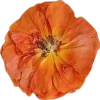 🫥 Эмодзи «Pressed flowers» для Telegram