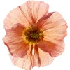 🫥 Эмодзи «Pressed flowers» для Telegram