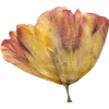 🫥 Эмодзи «Pressed flowers» для Telegram