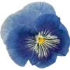 🫥 Эмодзи «Pressed flowers» для Telegram