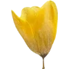 🫥 Эмодзи «Pressed flowers» для Telegram