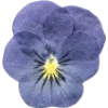 🫥 Эмодзи «Pressed flowers» для Telegram