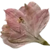 🫥 Эмодзи «Pressed flowers» для Telegram
