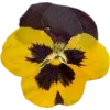 🫥 Эмодзи «Pressed flowers» для Telegram