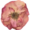 🫥 Эмодзи «Pressed flowers» для Telegram