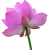 🪷 Эмодзи «Flowers, tea and peace» для Telegram