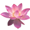 🪷 Эмодзи «Flowers, tea and peace» для Telegram