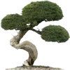 🌳 Эмодзи «Flowers, tea and peace» для Telegram