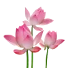 🪷 Эмодзи «Flowers, tea and peace» для Telegram