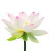 🪷 Эмодзи «Flowers, tea and peace» для Telegram