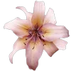 🪷 Эмодзи «Flowers, tea and peace» для Telegram