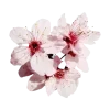 🌸 Эмодзи «Flowers, tea and peace» для Telegram