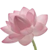 🪷 Эмодзи «Flowers, tea and peace» для Telegram