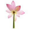 🪷 Эмодзи «Flowers, tea and peace» для Telegram