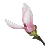 🌸 Эмодзи «Flowers, tea and peace» для Telegram