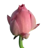 🪷 Эмодзи «Flowers, tea and peace» для Telegram