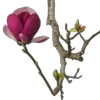🌸 Эмодзи «Flowers, tea and peace» для Telegram