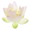 🪷 Эмодзи «Flowers, tea and peace» для Telegram