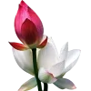 🪷 Эмодзи «Flowers, tea and peace» для Telegram