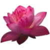 Стикерпак Flowers, tea and peace для Telegram