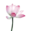 🪷 Эмодзи «Flowers, tea and peace» для Telegram