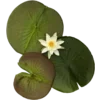 🪷 Эмодзи «Flowers, tea and peace» для Telegram