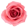 Стикерпак flowers and something для Telegram