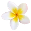 🌸 Эмодзи «flowers and something» для Telegram