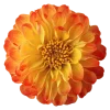 🌸 Эмодзи «flowers and something» для Telegram