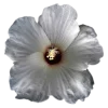 🌸 Эмодзи «flowers and something» для Telegram
