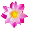 🌸 Эмодзи «flowers and something» для Telegram