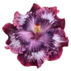 🌸 Эмодзи «flowers and something» для Telegram