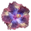 🌸 Эмодзи «flowers and something» для Telegram