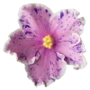🌸 Эмодзи «flowers and something» для Telegram