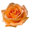 🌸 Эмодзи «flowers and something» для Telegram
