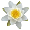 🌸 Эмодзи «flowers and something» для Telegram