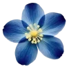 🌸 Эмодзи «flowers and something» для Telegram