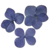 💐 Эмодзи «Цветы - blossom flowers» для Telegram