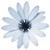 💐 Эмодзи «Цветы - blossom flowers» для Telegram