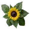 💐 Эмодзи «Цветы - blossom flowers» для Telegram